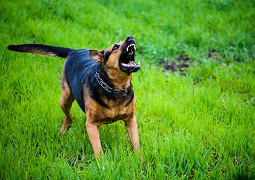 Dog Attacks in Georgia